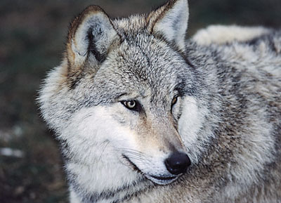 Animal